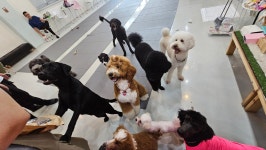 큰댕이네