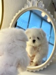 퍼피온리