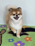 도그보니타