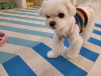 포포퍼피