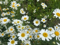 제주하늬바람펜션