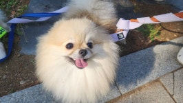 가히애견 광진건대점