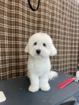 Hi,멍