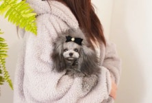 부산강아지분양 앨리스코리아켄넬