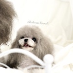 부산강아지분양 앨리스코리아켄넬