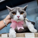 고양이미용실