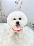 마릴린펫