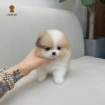 러빙펫 강아지분양 시흥배곧본점