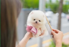 부산강아지분양 미유펫