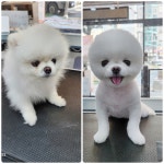도그미뇽