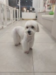 모모이펫