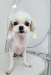 똥강쥐