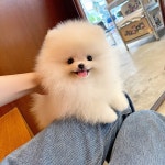 퍼피블리