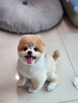 폼나개