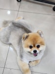 폼나개