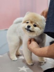 폼나개