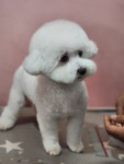 폼나개