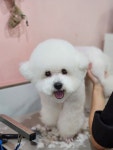 폼나개