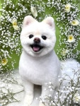 온레스트 그루밍