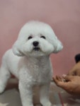 폼나개