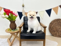 댕댕이파파