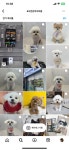 부산강아지 24시 애견미용 호텔 유치원 도그드림 서면점
