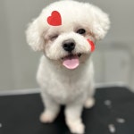 부산강아지 24시 애견미용 호텔 유치원 도그드림 서면점