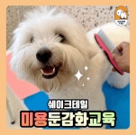쉐이크테일 강아지 애견호텔 애견유치원 미용