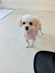 하이펫살롱