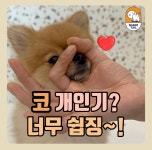 쉐이크테일 강아지 애견호텔 애견유치원 미용