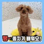 쉐이크테일 강아지 애견호텔 애견유치원 미용