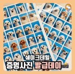 쉐이크테일 강아지 애견호텔 애견유치원 미용