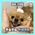 쉐이크테일 강아지 애견호텔 애견유치원 미용