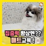 쉐이크테일 강아지 애견호텔 애견유치원 미용