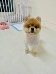 하이펫살롱