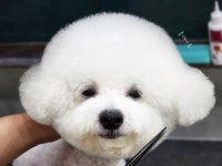 플레이독