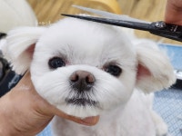 플레이독