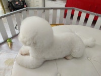 샴푸하는 강아지