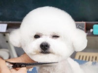 플레이독