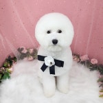 유니독 애견미용실