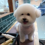 예쁨줄개