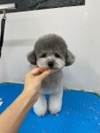 블리스펫츠