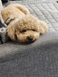 영운36카페
