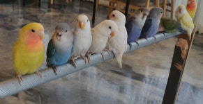 리프패럿 용인점