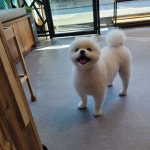 예쁨줄개
