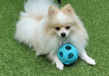 애견호텔몽몽 애견유치원&애견호텔&애견돌봄