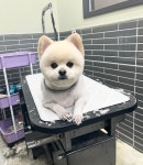 강아지멋내기