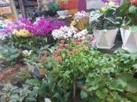 늘푸른건강명가