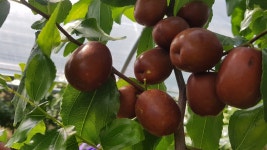 보은대추햇살농장