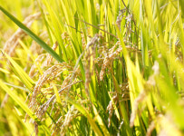 농업회사법인 한스팜